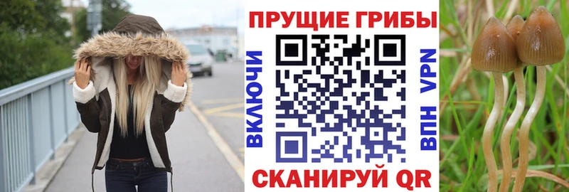 Псилоцибиновые грибы Psilocybe  Светлогорск 